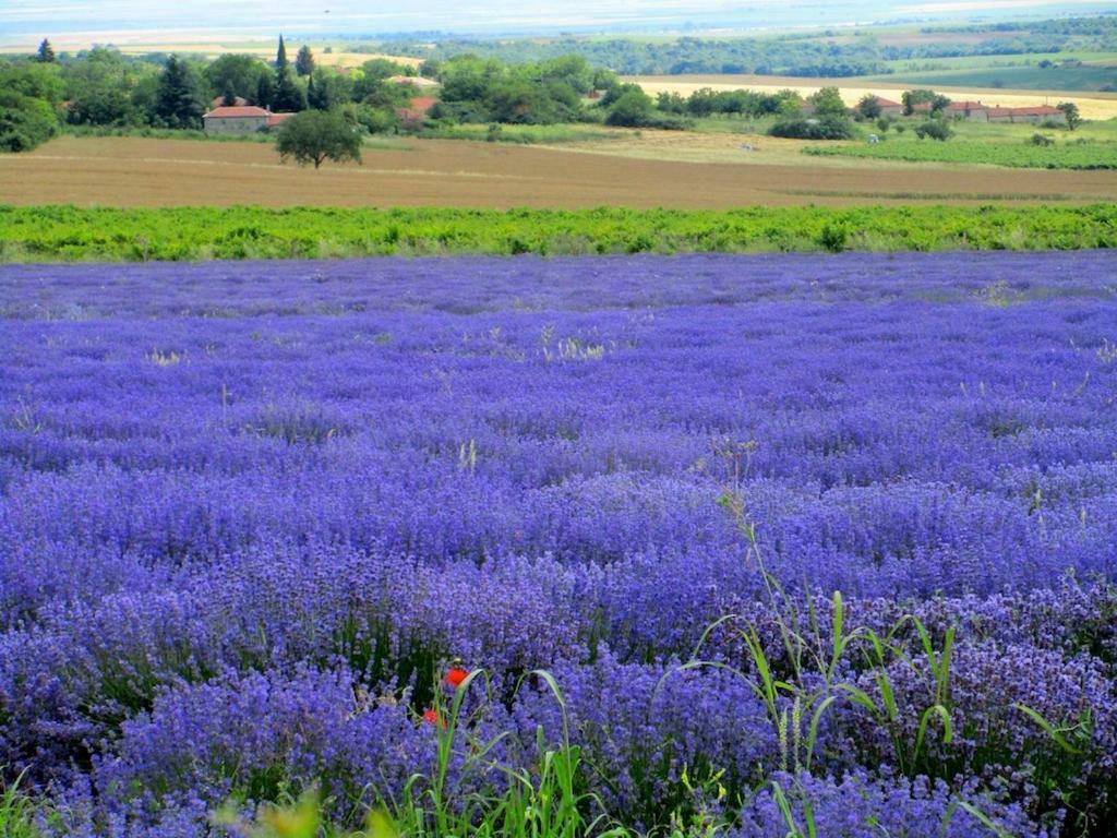 Lavender Lodge Rupkite Dış mekan fotoğraf